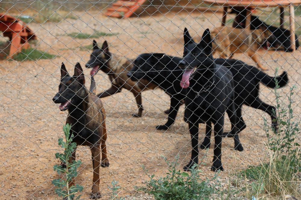 Konya’da zorlu eğitimden geçirilen köpekler afetlerde görev alıyor 5